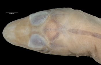 Media type: image;   Herpetology R-21217 Aspect: head dorsal